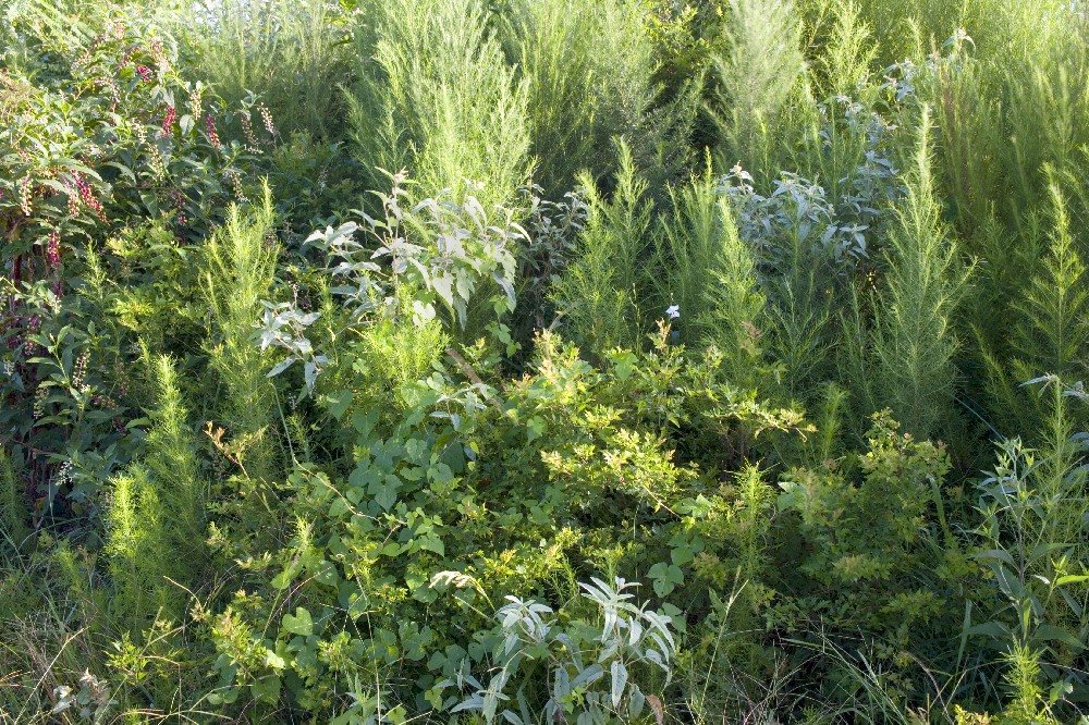 Native prairie plants at Warren Ranch Preserve near Hockley