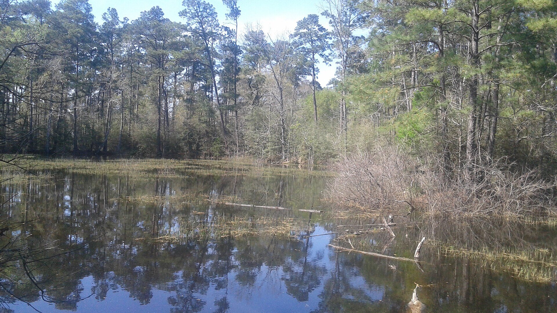 Middle Lake surrounded by trees at W. Goodrich Jones State Forest