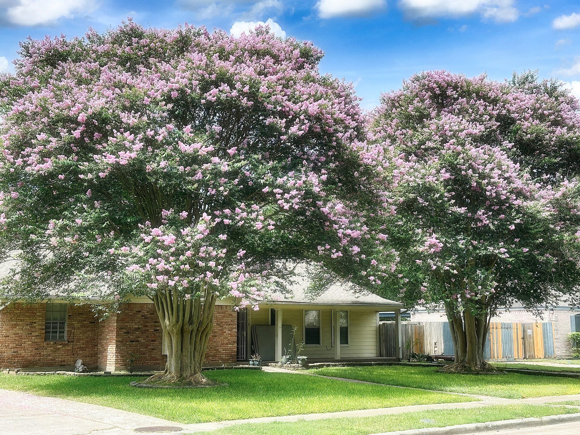 Flowering crape myrtle trees in Houston's Sharpstown neighborhood