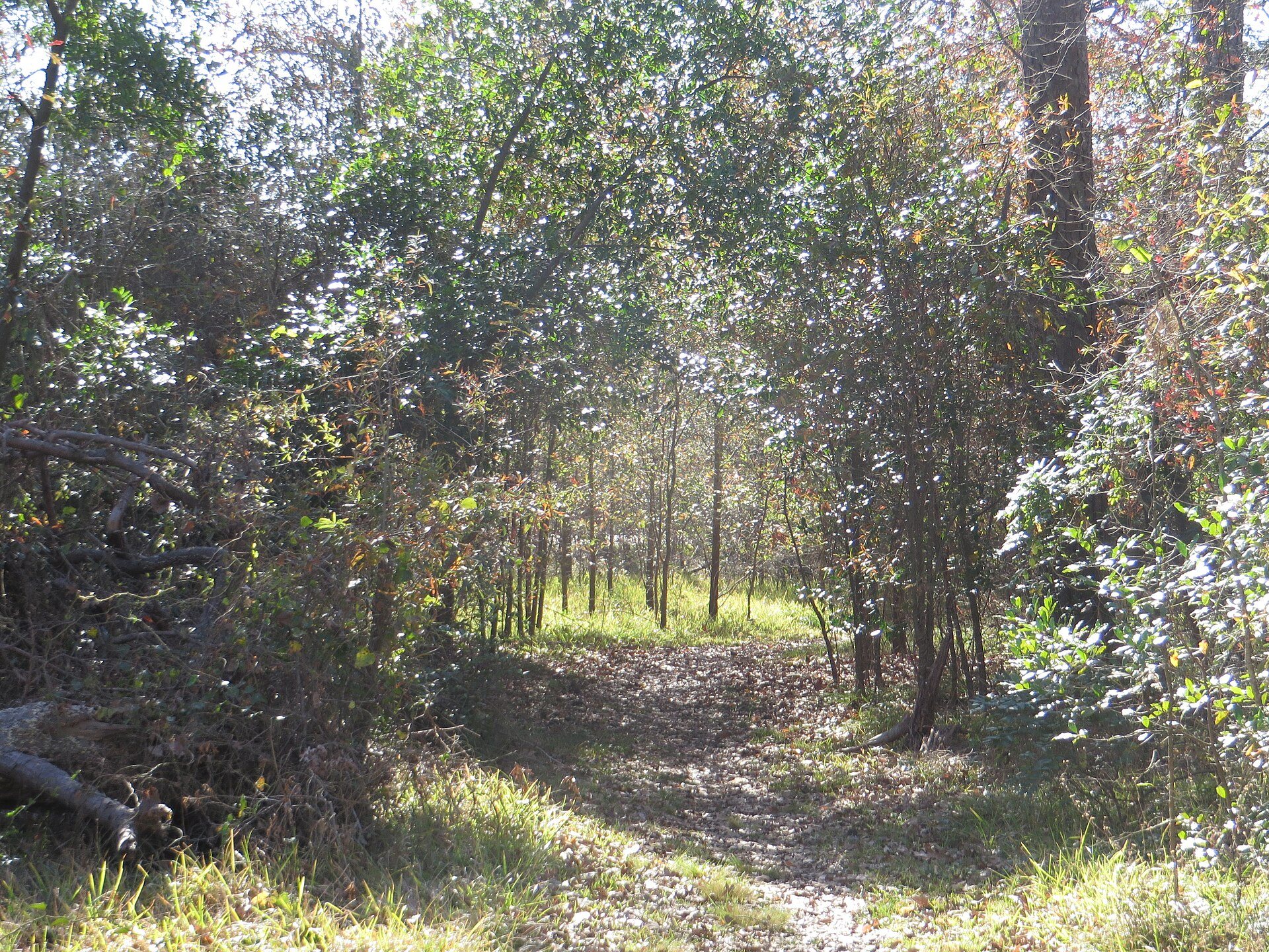 Wooded trail at West 11th Street Park near Timbergrove Manor